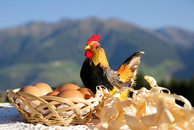 Eier vom Bauernhof Mairing