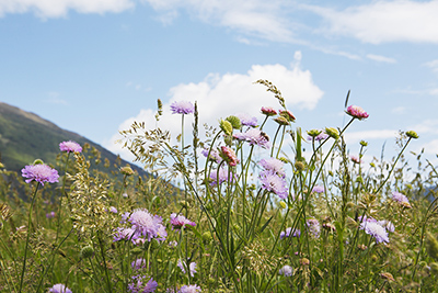 Sommer im Vinschgau